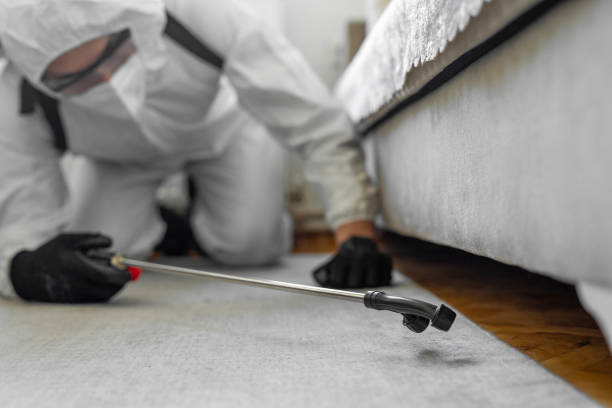 Professional Bed Bug Control technician working in Pecan Plantation, TX